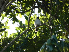 Tyrannus caudifasciatus