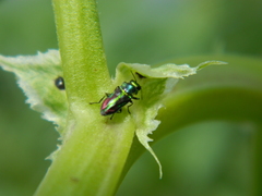 Bilyaxia concinna
