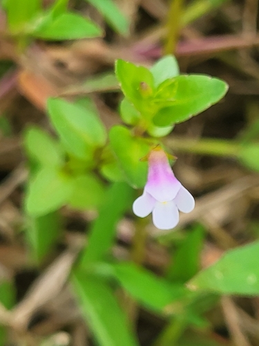 Torenia anagallis, photograph 1