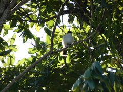 Tyrannus caudifasciatus