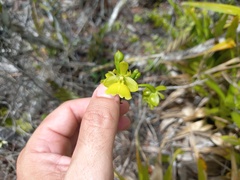 Epidendrum orchidiflorum