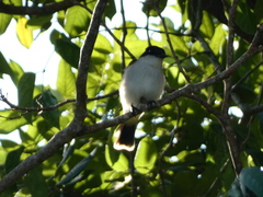 Tyrannus caudifasciatus