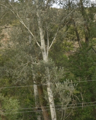 Populus