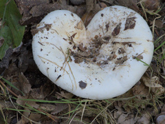 Russula delica