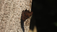 Kaniska canace drilon