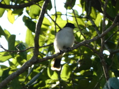 Tyrannus caudifasciatus