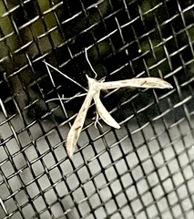 Platyptilia celidotus