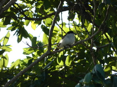 Tyrannus caudifasciatus