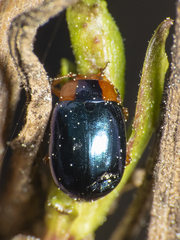 Phaedon semimarginatus