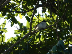 Tyrannus caudifasciatus