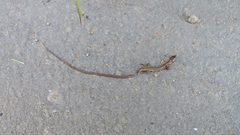 Takydromus stejnegeri