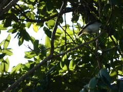 Tyrannus caudifasciatus