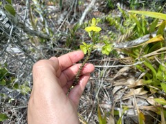 Epidendrum orchidiflorum