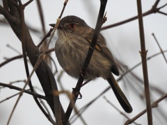 Hemitriccus margaritaceiventer