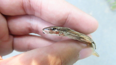 Takydromus stejnegeri