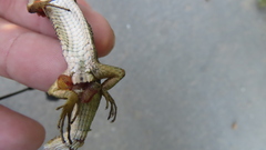 Takydromus stejnegeri