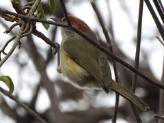 Hylophilus amaurocephalus