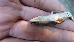 Takydromus stejnegeri