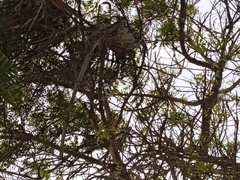 Cyanocorax mystacalis