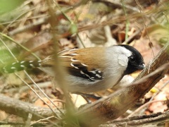 Sakesphoroides cristatus