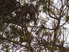 Cyanocorax mystacalis