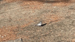 Motacilla alba lugens