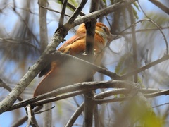 Megaxenops parnaguae