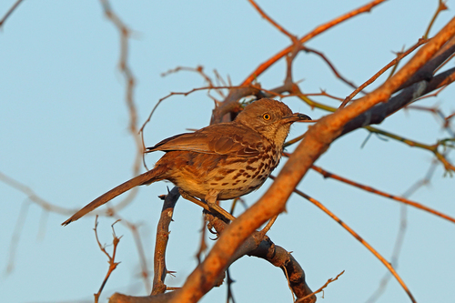 Toxostoma cinereum