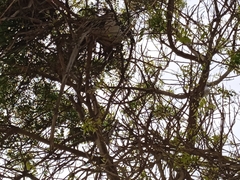 Cyanocorax mystacalis