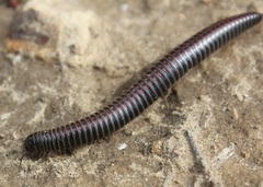 Ommatoiulus sabulosus