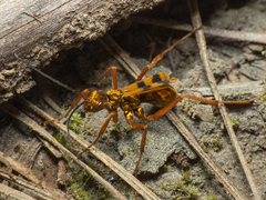 Sphictostethus gravesii