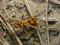 Sphictostethus gravesii