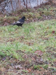 Corvus corone corone