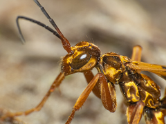 Sphictostethus gravesii