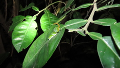 Papilio memnon heronus