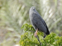 Geranospiza caerulescens
