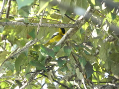 Icterus leucopteryx