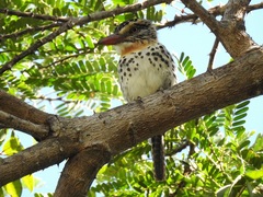 Nystalus maculatus