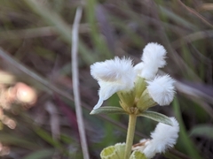 Leucas