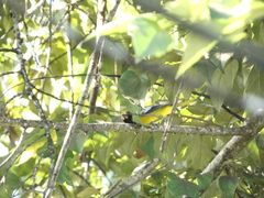 Icterus leucopteryx