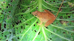 Rana longicrus
