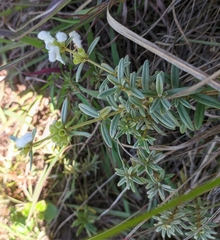 Leucas