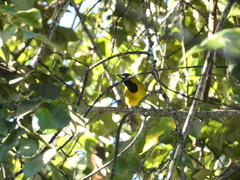 Icterus leucopteryx