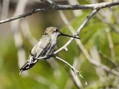 Heliomaster squamosus