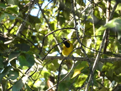 Icterus leucopteryx
