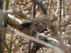 Formicivora melanogaster