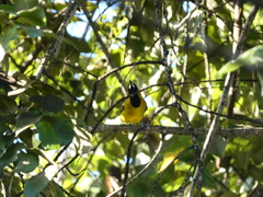 Icterus leucopteryx