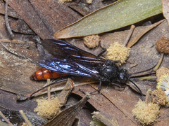Elaphroptera