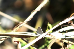 Cupido comyntas texana