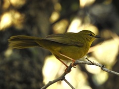 Myiothlypis flaveola